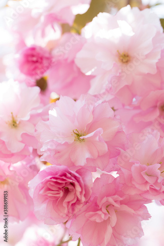 八重桜 © Paylessimages