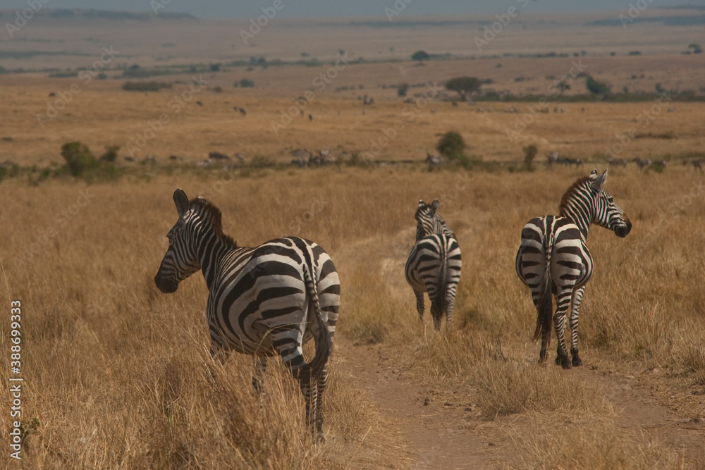 Obraz premium Creatures of the savannah during a safari, Serengeti, Amboseli and Tsavo national park, Kenya, Africa