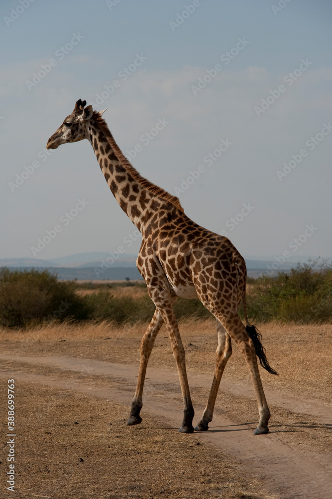 Fototapeta premium Creatures of the savannah during a safari, Serengeti, Amboseli and Tsavo national park, Kenya, Africa