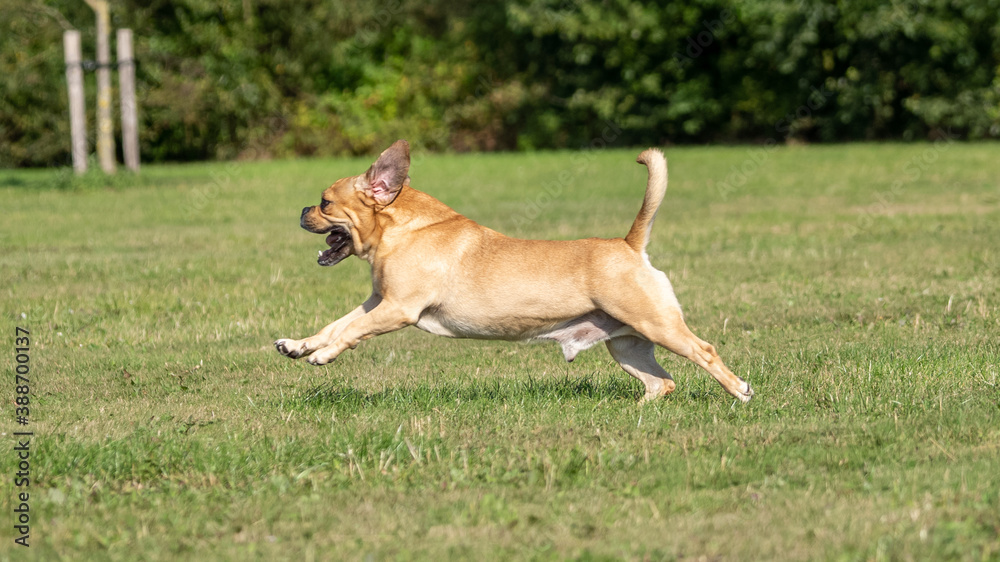 dog running in the park