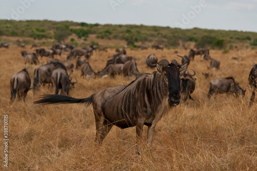 Fototapeta Naklejka Na Ścianę i Meble -  Creatures of the savannah during a safari, Serengeti, Amboseli and Tsavo national park, Kenya, Africa