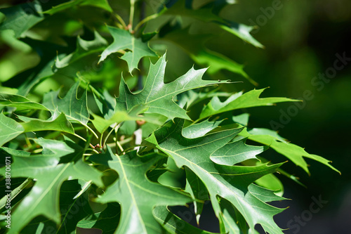 Close-up of beautiful green foliage in summer © Igor