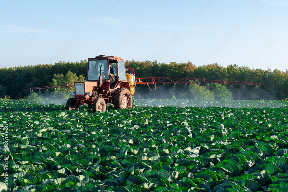 Fototapeta premium pesticide sprayer tractor field farmer vegetables cabbage harvest greens