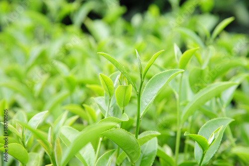 Green tea leaves in a tea plantation in morning