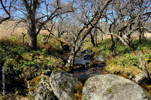 木と川