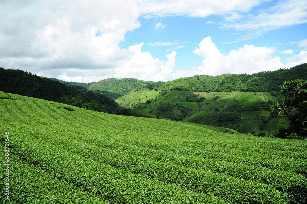 Beautiful landscape Tea Plantation scenic on highland. Doi Mae Salong, Chiang Rai, Thailand.