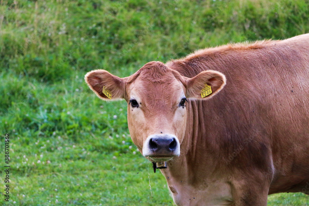 Cow head with green background