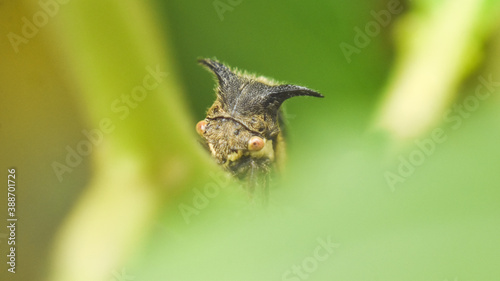 Macro photography of a fly on a leaf