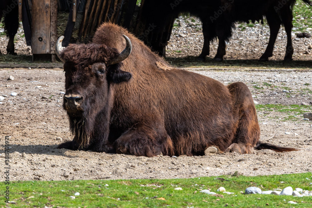 American buffalo known as bison, Bos bison in the zoo American buffalo known as bison, Bos bison in the zoo