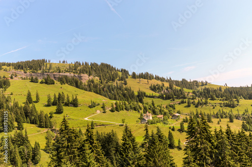 Nice mountain view with grassfield and some pine trees in Swizterland