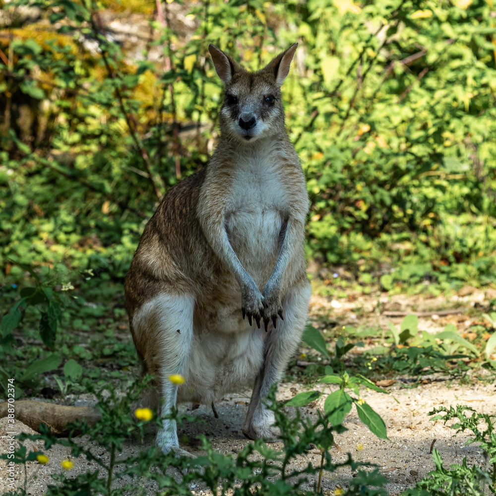 The agile wallaby, Macropus agilis also known as the sandy wallaby The agile wallaby, Macropus agilis also known as the sandy wallaby