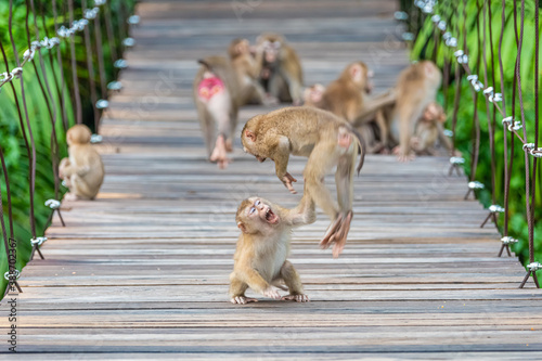 Photography A baby monkey is playing in Khao Yai National Park .Thailand