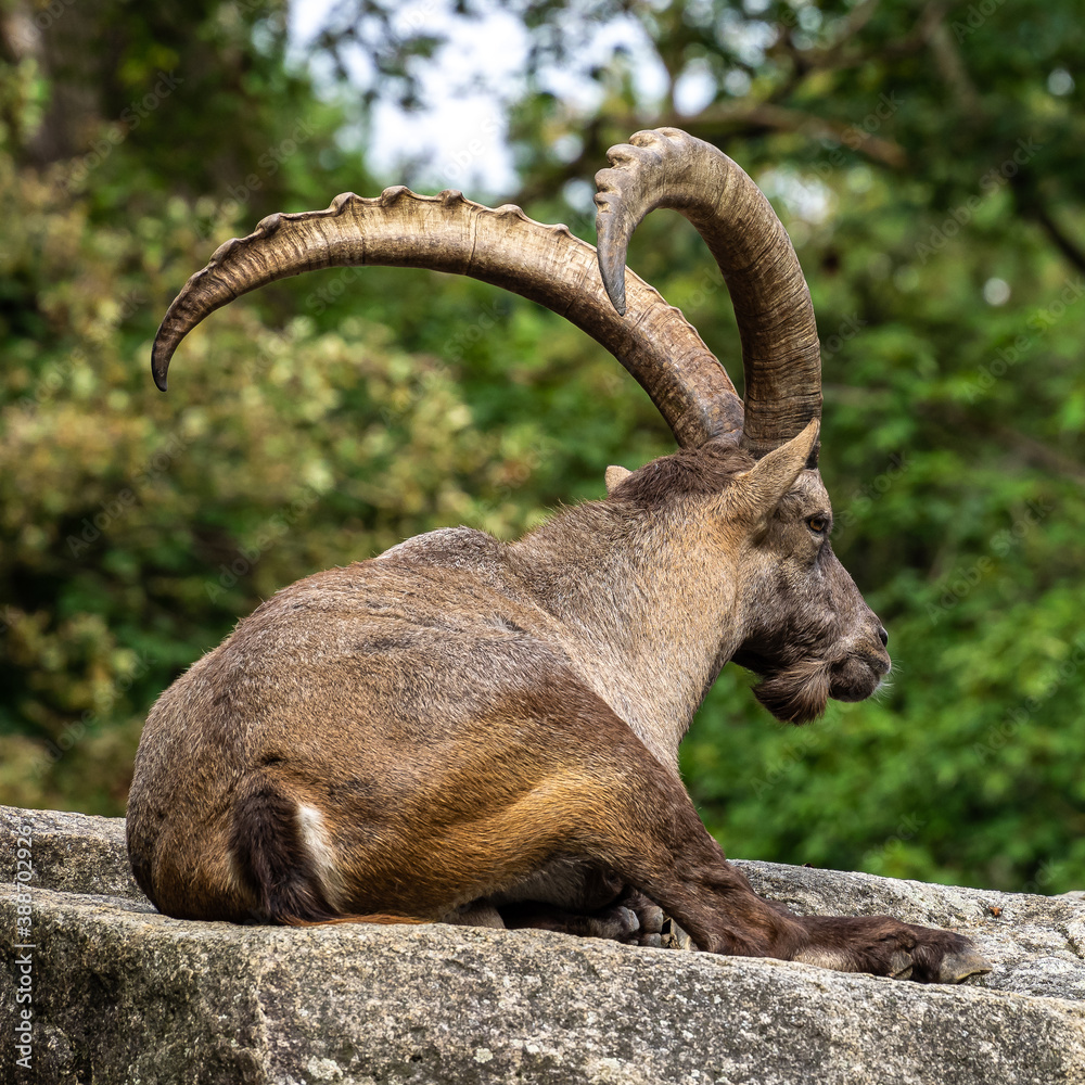 Male mountain ibex or capra ibex on a rock Male mountain ibex or capra ibex on a rock