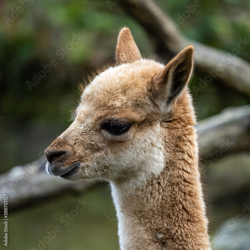 Vicunas, Vicugna Vicugna, relatives of the llama