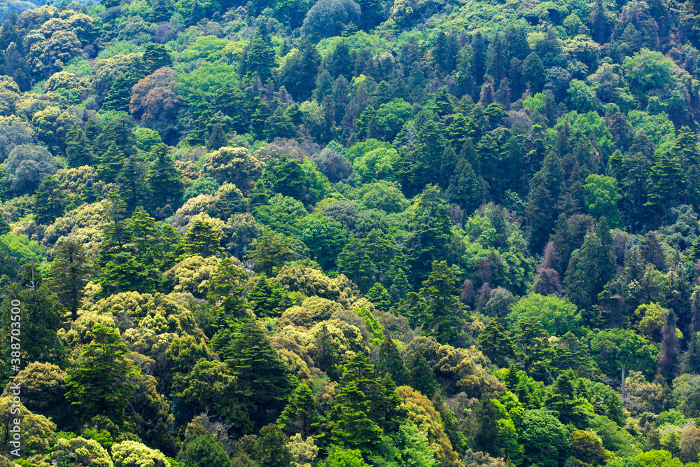 Obraz premium 21遺産の春日山原始林