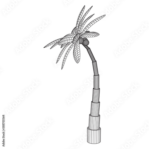 Coconut palm tree with leaves.