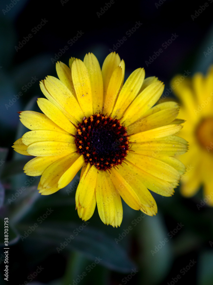 Obraz premium Beautiful yellow Calendula flower