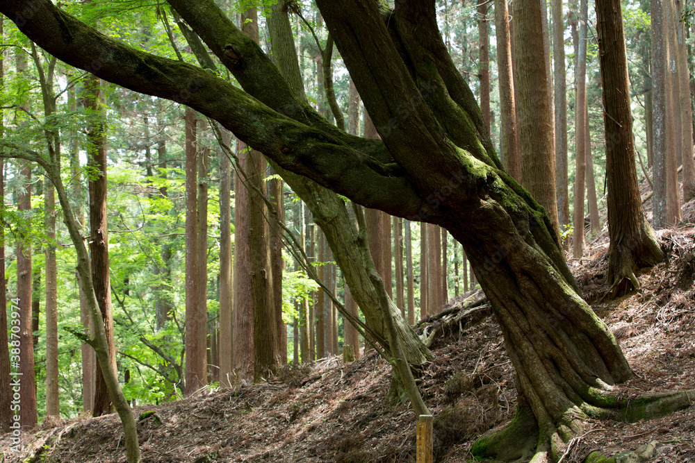 奈良春日山原始林