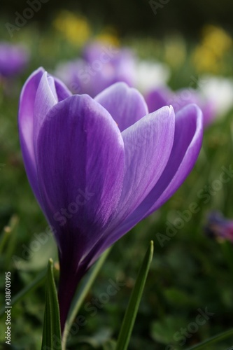 urple Crocus Flower at the park in Nieuwpoort Belgium