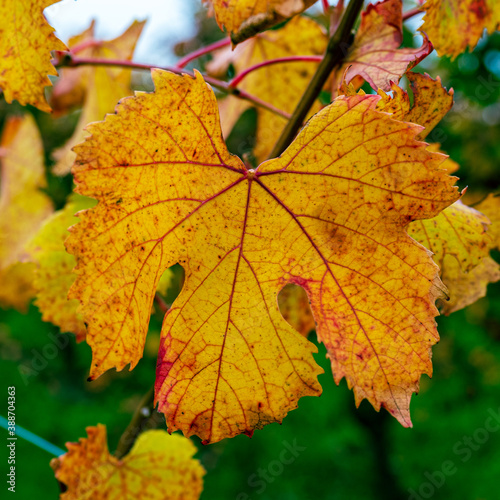Autumn wine leaves in Barolo region