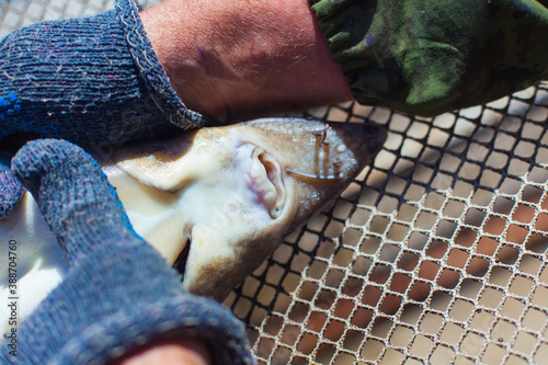 Fish farm workers hands extracting sturgeon caviar from an adult fish with extractors preserving the life of producers