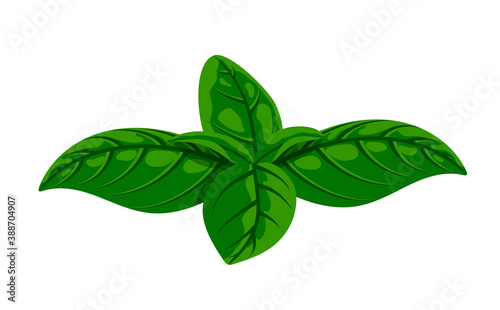 Fresh green basil leaves isolated on white. Flat natural fresh food herb leaf, cooking ingredient for pizza, pasta, pesto sauce. Vector illustration for web, menu, design, app, print.