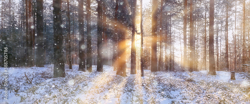 panorama, winter forest landscape, rays of the sun in a snowy landscape, snow weather sunset in the forest © kichigin19