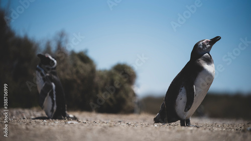 Couple of beautiful Penguins dwelling free in a natural national park in north Patagonia near the city of Puerto Madryn in Argentina. Unesco world heritage as natural reserve park in a summer day.