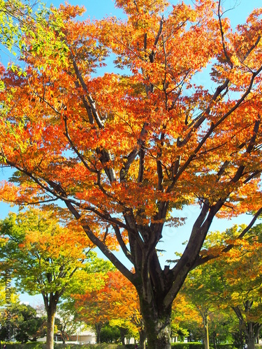 秋の公園の紅葉の欅と青空