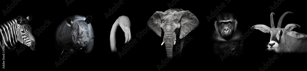 Black and white poster with animals: zebra, rhino, flamingo, elephant, gorilla