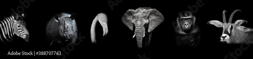 Black and white poster with animals: zebra, rhino, flamingo, elephant, gorilla