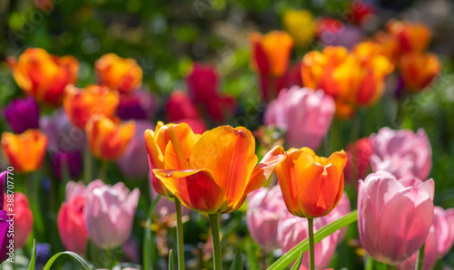 Amazing garden field with tulips of various bright rainbow color petals  beautiful bouquet of colors in sunlight daylight