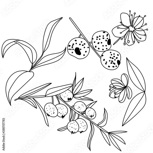 Set of contour parts of plants Austromirtus flowers, fruits, plants, leaves and twigs, exotic Midgen berry