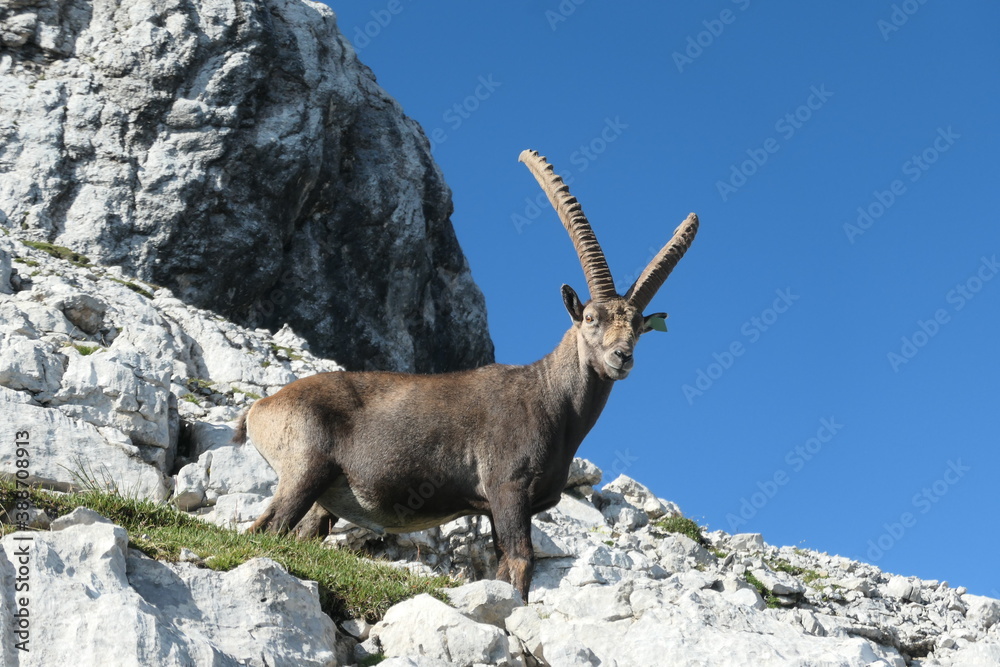 Steinbock in den Pragser Dolomiten
Capricorn in the Dolomites
Steinbock in den Pragser Dolomiten
Capricorn in the Dolomites