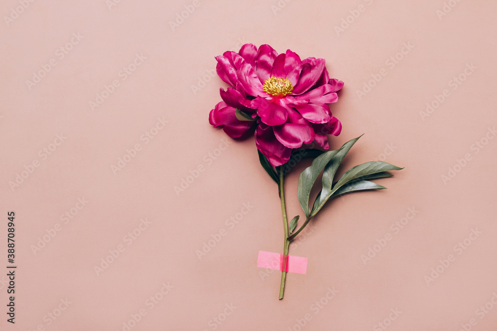 Pink adhesive tape attaches peony flower on pastel background. Minimal creative holiday concept, front view