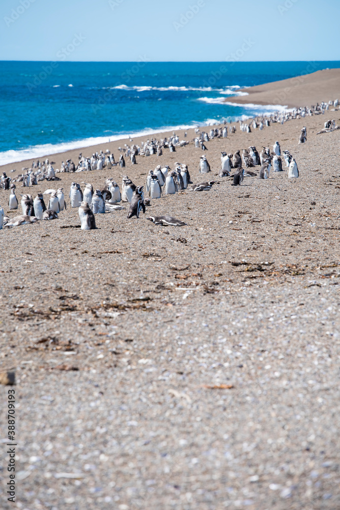 Colony of Magellanic Penguins (Spheniscus magellanicus) on Isla Magdalena in the Strait of Magellan, Chile. Colony of Magellanic Penguins (Spheniscus magellanicus) on Isla Magdalena in the Strait of Magellan, Chile.