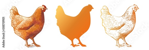 Print op canvas chicken, hen bird
