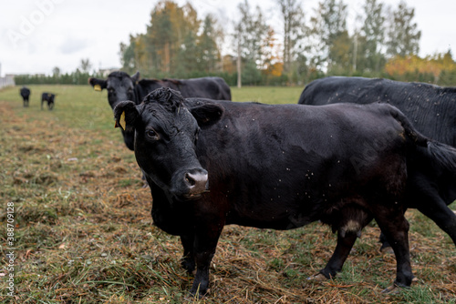 black dexter cow in the fields photo