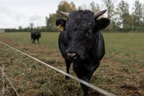 The black cows in the fields