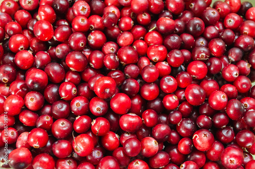 raw, leaf, sour, cranberry, wild, macro, forest, bowl, season, cooking, table, natural, autumn, tasty, cherry, nature, bright, health, delicious, nutrition, cranberries, closeup, plant, vegetarian, an