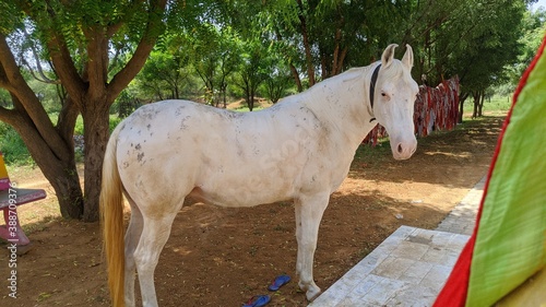 A herd of horses photographed in Sikar, India. The animal is surrounded by grasslands full of flowers and beautiful fresh green grass. The scene is lighted by warm sunlight. photo