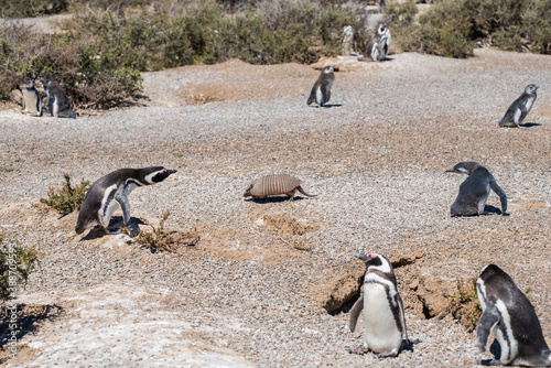 Magellanic Penguins and Armadillos dwelling free in a natural national park in north Patagonia near the city of Puerto Madryn in Argentina. Unesco world heritage as natural reserve park