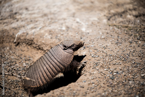 Desert Armadillo dwelling free in a natural national park in north Patagonia near the city of Puerto Madryn in Argentina. Unesco world heritage as natural reserve park