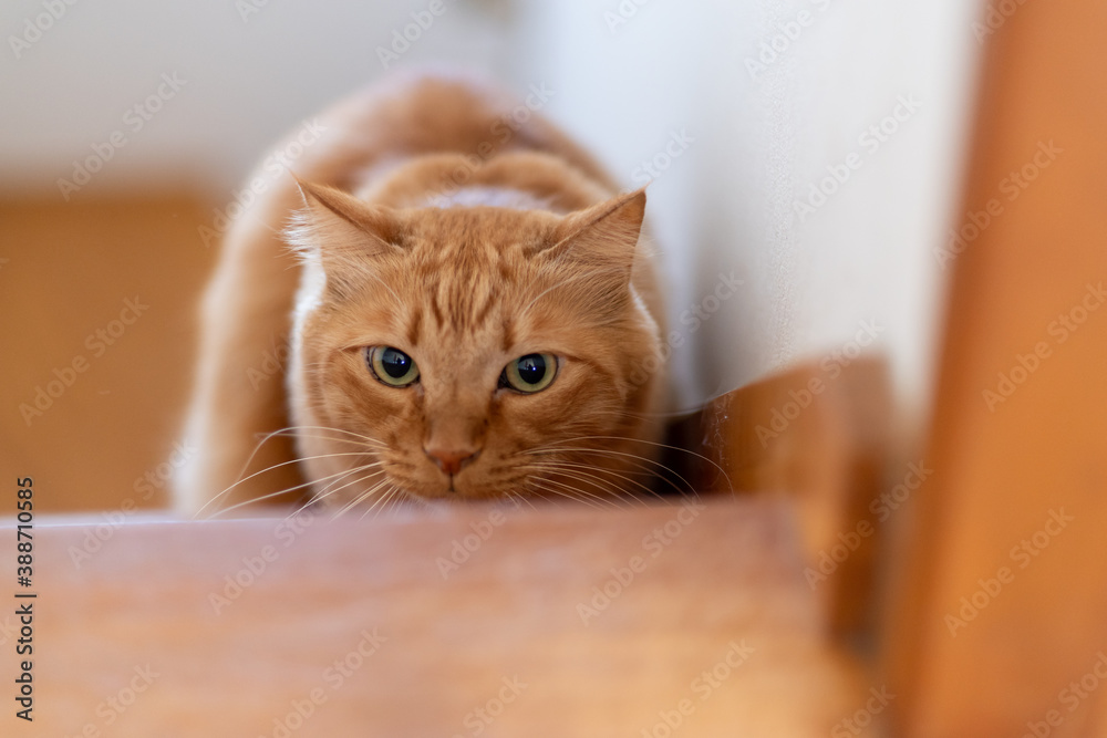 獲物を狙う猫 茶トラ猫 Stock Photo Adobe Stock
