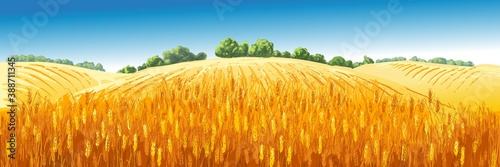 Vector rural summer landscape a field of ripe wheat on hills
