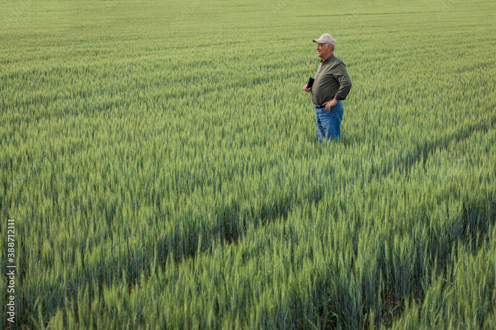 Senior farmer standing in wheat field holding tablet and examining crop during the day. Senior farmer standing in wheat field holding tablet and examining crop during the day.