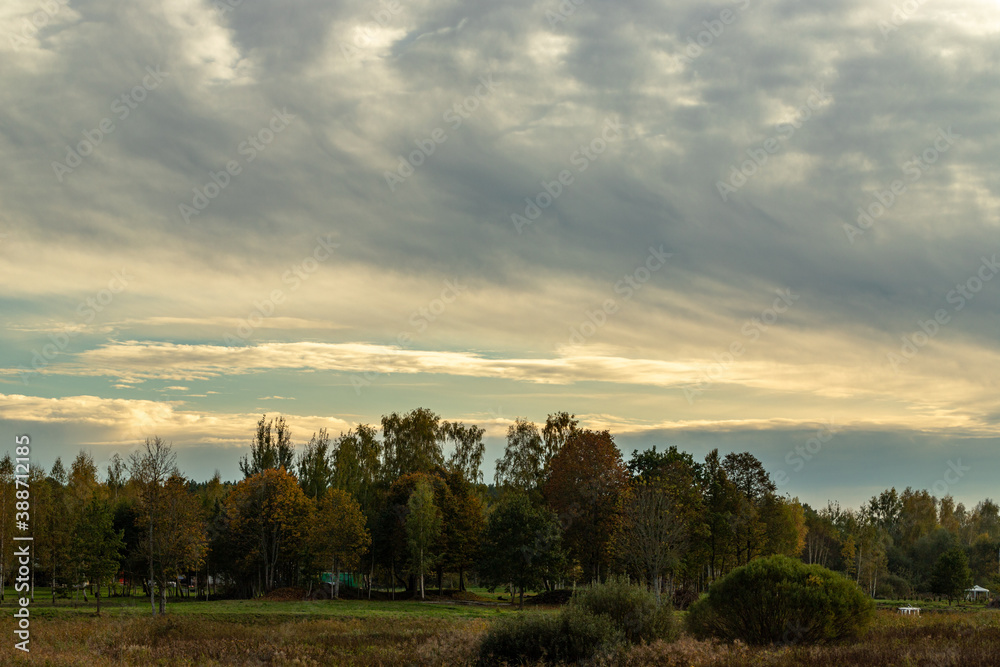 Fototapeta premium sunset in the forest