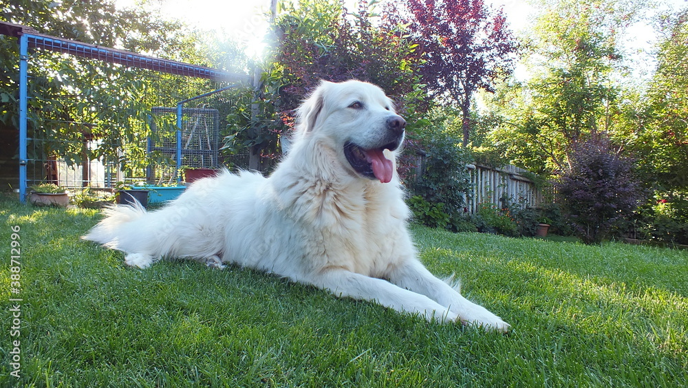 Anatolian purebred sheepdog. Akbash,akbas, white dog