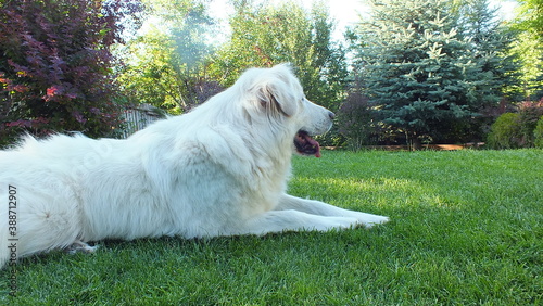 Anatolian purebred sheepdog. Akbash,akbas, white dog photo