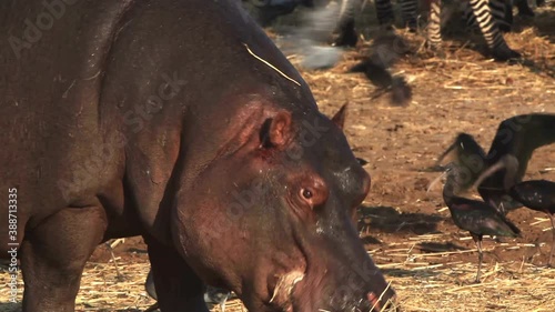 Hippo adult Close up of head upeating photo